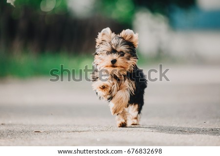 Yorkshire terrier puppy running outdoor.  Yorkshire terrier dog close up portrait. Miniature dog on the grass. Cute little dog Royalty-Free Stock Photo #676832698
