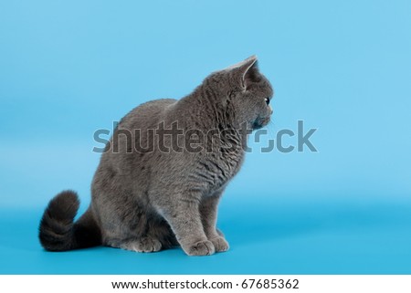 Blue british female cat on light blue background