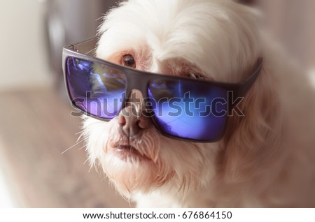 Lhasa apso dog wearing blue mirrored sunglasses, looking from corner of eye over glasses.