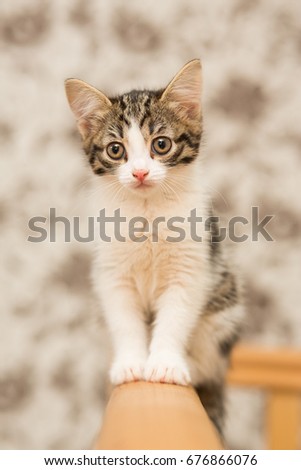 small kitten of gray color with a white breast, female, sitting on wooden rails