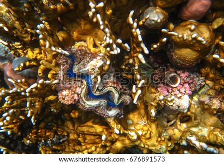 Underwater picture with top view of colorful corals with a giant clam in the middle, which just opens and has bright turquoise color. Captured during diving in the Red Sea. Marine life is amazing.