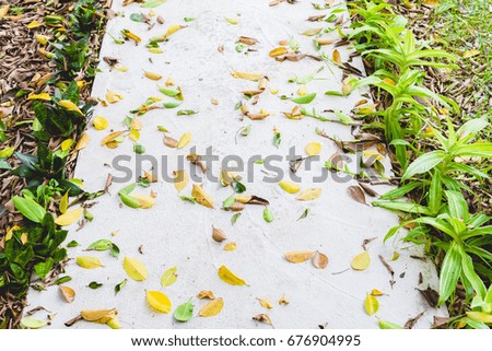 Three color Fallen leaves on the white cement corridor.