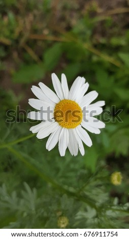 close-up of chamomile flower