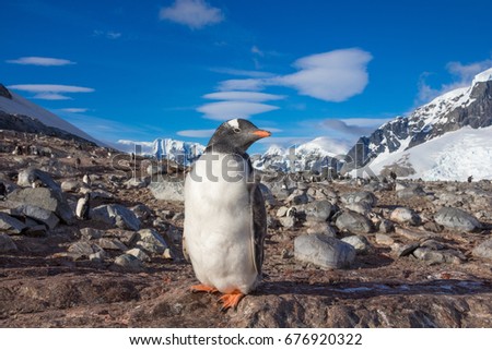 Gentoo Penguin in Antarctica. Cuverville Island on the Antarctic Peninsula
