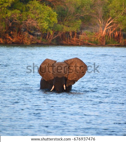 Elephant crossing a river at the Zambezi National Park is a national park located upstream from Victoria Falls on the Zambezi River in Zimbabwe. 