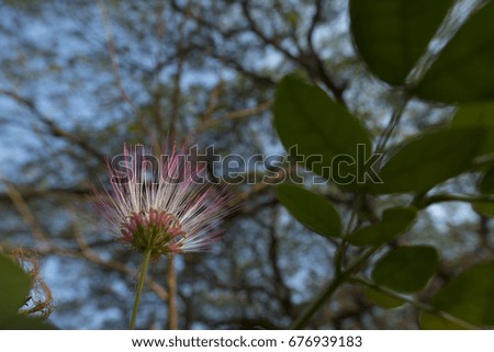 pink flower of big tree