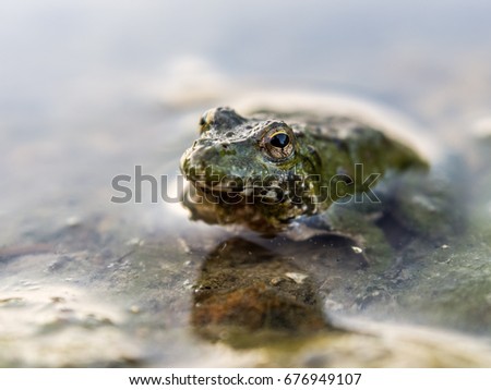 Close up of a frog in the water