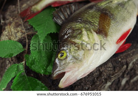 Perch fish (Perca fluviatilis). Close up.