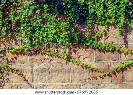 Plant wall
