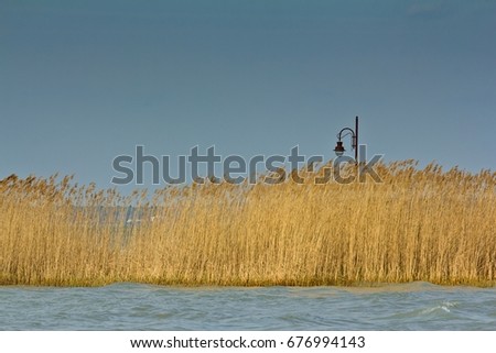 Yellow dried-up reed growing in water of Balaton lake, and vintage streetlight behind it. Siofolk, Hungary