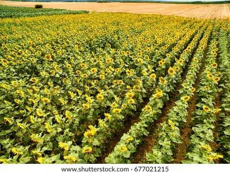 Field of sunflower, aerial view