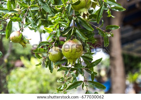 Pomegranate on the tree  in a farm garden, fruit tree 