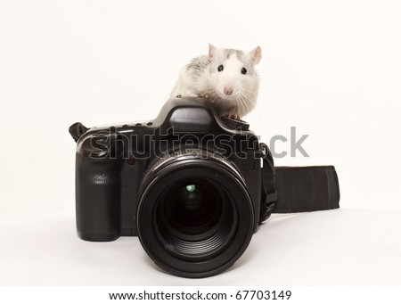 Rat sits on photo to camera