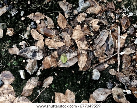 Autumn Leaves On Ground