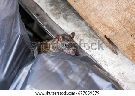 A rat behind the garbage bag. selective focus