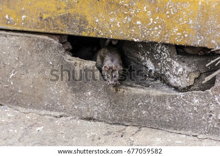 A rat come out from under the building. selective focus