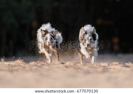 two dogs border collie running in the sand. Marble dog on a black background outdoors