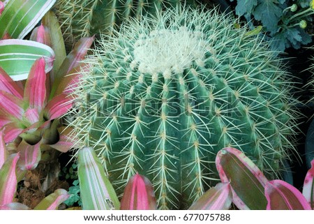 Big Cactus. 