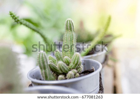 Close up Cactus in the steel bucket vase.