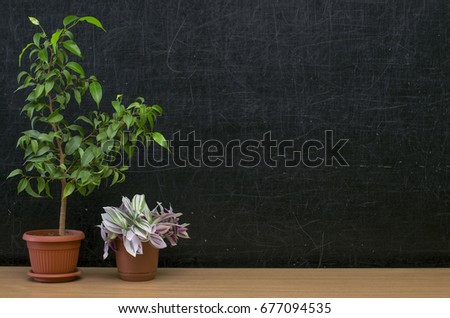 Teacher or student desk table. Education background. Education mockup concept. Green plants trees in the pot on blackboard (chalkboard) background.