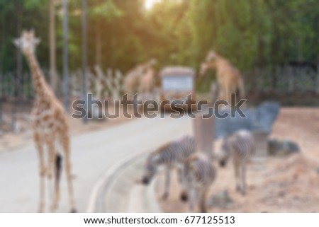 blurred image of giraffes and zebras in the safari are around the tram to eat foods from the tourists