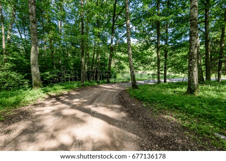 gravel road in birch tree forest with sun rays, shadows  and green leaves