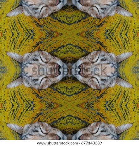 Cat head pattern for background textures,kaleidoscope Photo technique