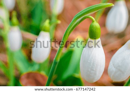 Beautiful flowers grow on a clearing in the forest. Macro shooting snowdrops. The sun's rays shine on the flowers. Violent macro shooting