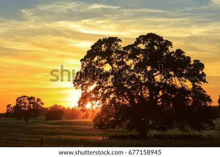 Panorama of trees and nature sunset