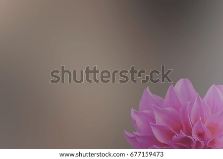 Pink flower  abstract smooth blur background