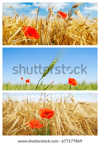 set of pictures with flowers and crops in field