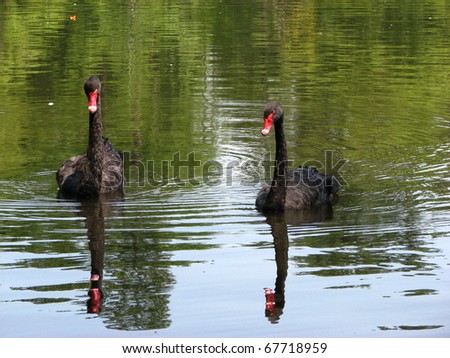 Black Swans Gliding