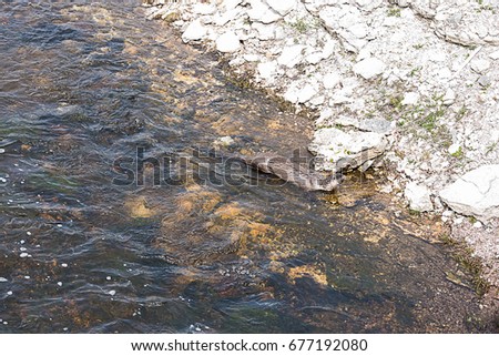 This semi - aquatic mammal was found in a river in Upper Geyser Basin , Yellowstone , U.S.A. in May , 2017.