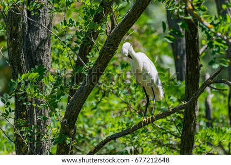 Small aigrette sitting on a branch in the middle of the day