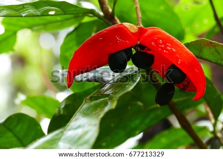 Charming blooming exotic tropical flowers on a nature background.