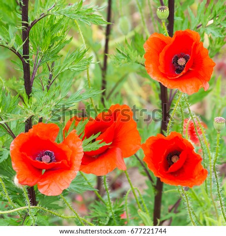 Red, field poppy blossoms on a meadow among a green grass.  