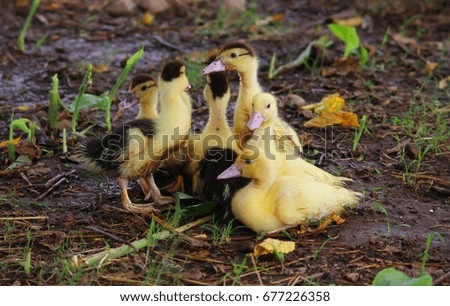 baby ducks playing in a group just after rain. best for background purpose.  