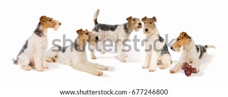 WIRE HAIRED FOX-TERRIER IN STUDIO Royalty-Free Stock Photo #677246800