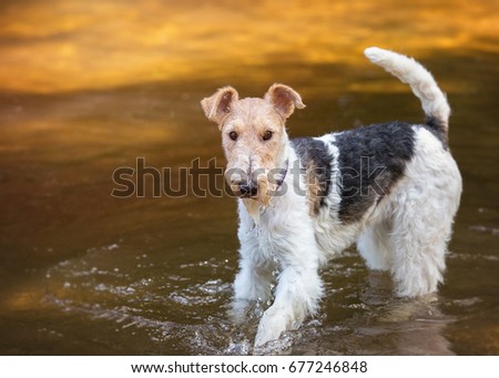 WIRE HAIRED FOX-TERRIER IN STUDIO Royalty-Free Stock Photo #677246848