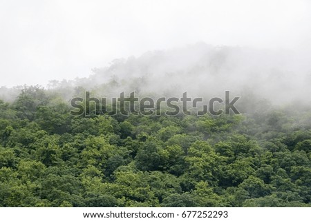 Mountain and forest covered with foggy, mist. Clouds flowing through the trees on the top.