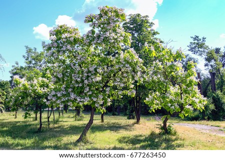 Flowering tree Catalpa bignonioides. White flowers and green leaves Royalty-Free Stock Photo #677263450