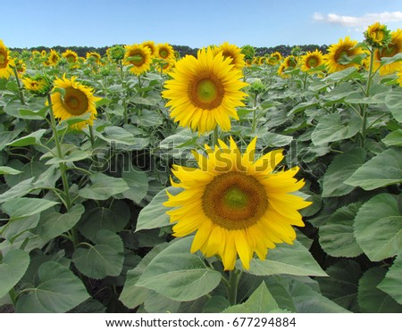 Bright yellow sunflower blossoms in the field
