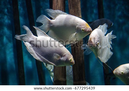 Trichogaster, tropical freshwater labyrinth fish of the gourami family