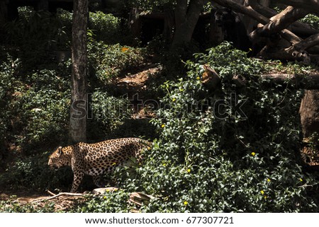Leopard in zoo at Thailand