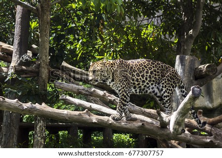 Leopard in zoo at Thailand