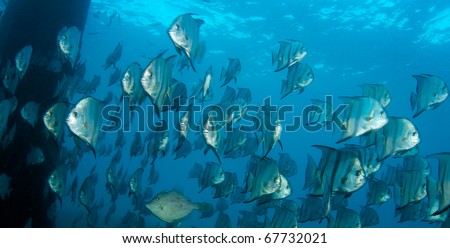 Schooling Atantic Spadefish picture taken in south east Florida.