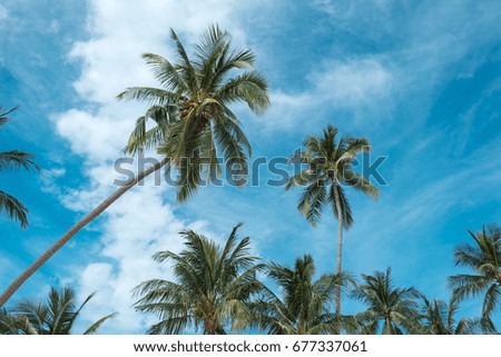 Stunning palm tree crowns with green leaves on sunny sky background. Coco palm tree tops - view from the ground. Palm leaf on sunny sky. Summer travel banner. Exotic island nature image