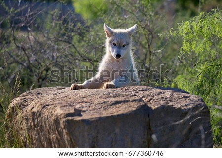 Wolf Pup Royalty-Free Stock Photo #677360746