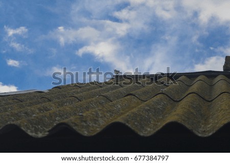 Small birdie on  shabby roof against the sky