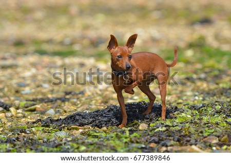Puppy dwarf mini pincher dog on the sandy beach Royalty-Free Stock Photo #677389846
